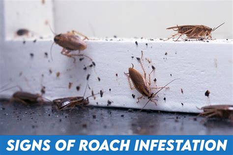 cockroach change skin|Signs of Cockroach Infestation .